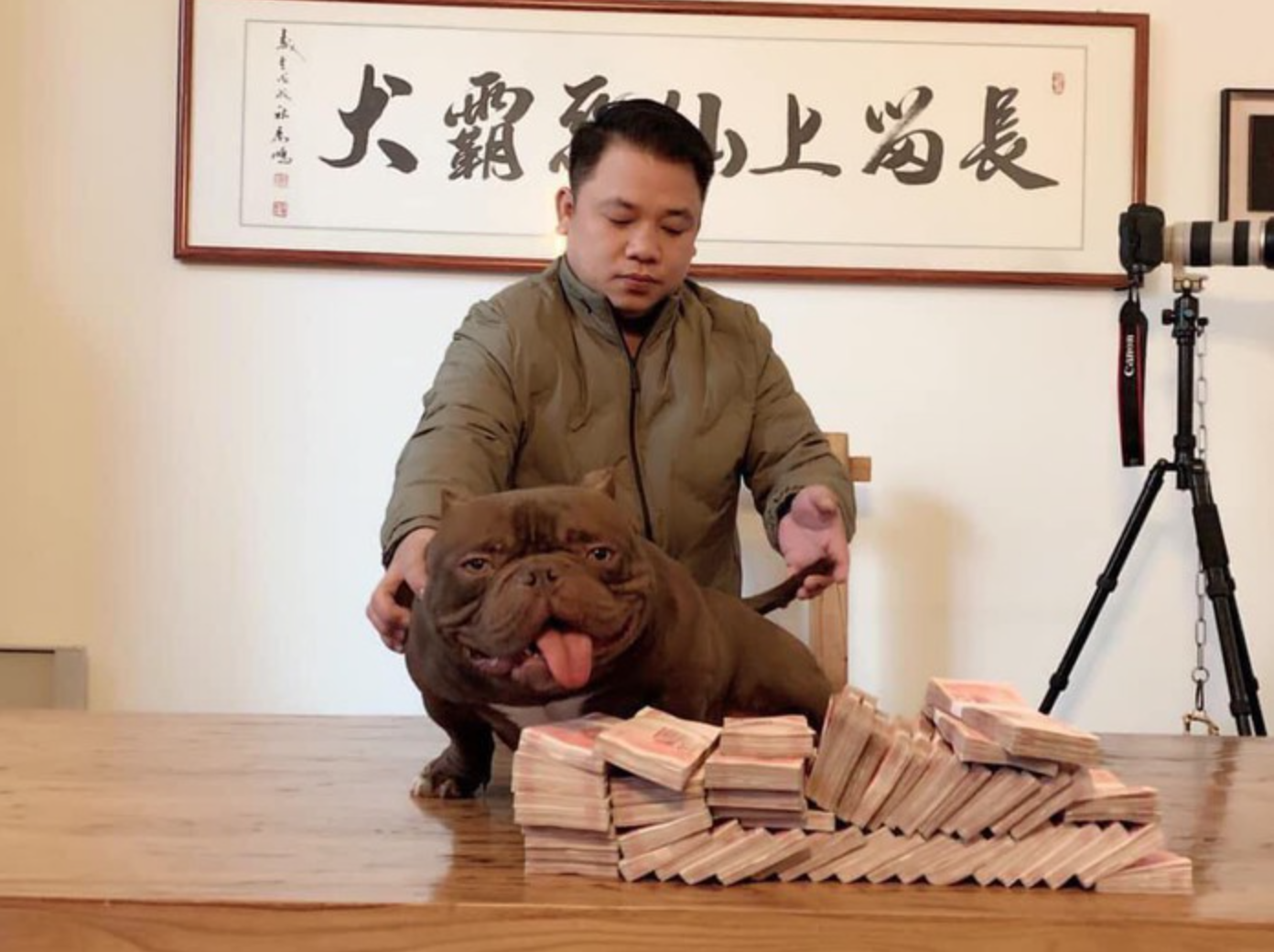 Chú chó Exotic Bully 2 , 6 tỷ đồng và những điều thú vị về giá chó Cảnh - Ảnh 2. Chú chó Exotic Bully 2 , 6 tỷ đồng và những điều thú vị về giá chó Cảnh - Ảnh 2.