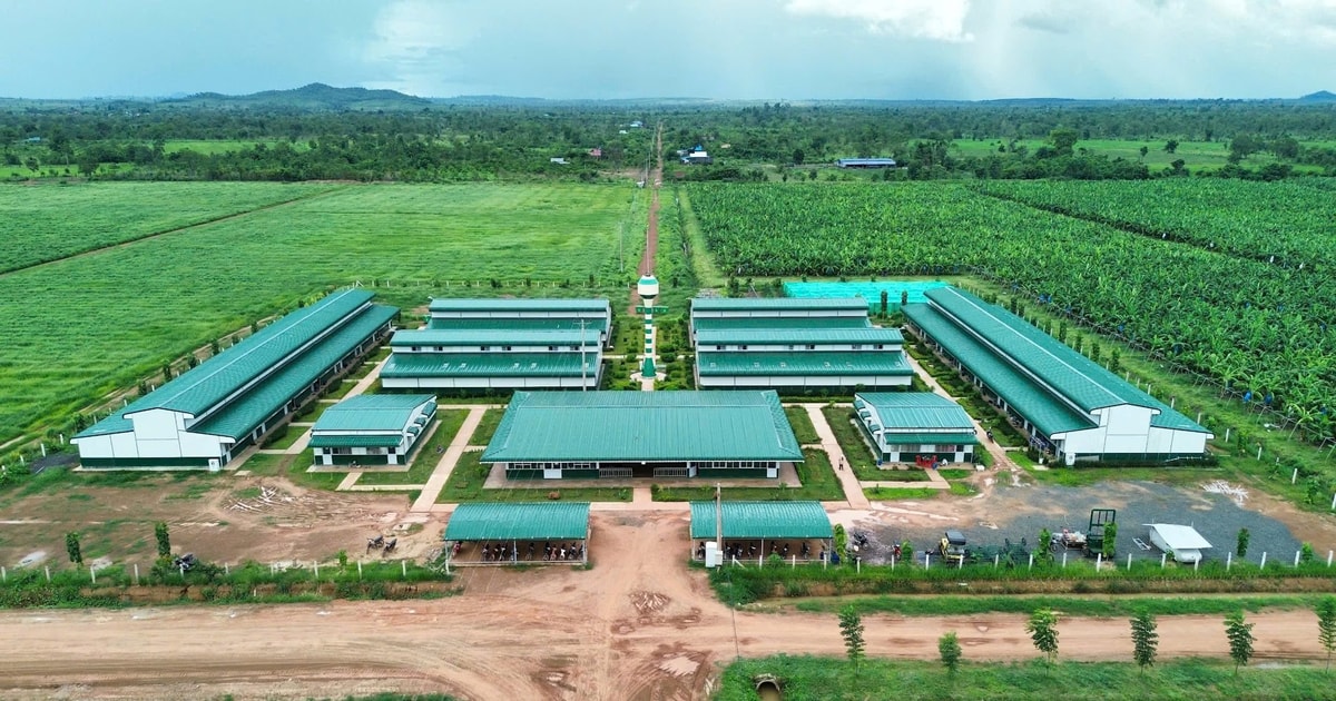 Tỷ phú Trần Bá Dương kể về thương vụ bán chuối trong 10 năm cho "ông trùm" nông nghiệp Fresh Del Monte: Chúng tôi phải cam kết nếu chất lượng dưới 90% chuẩn sẽ bị phạt 1 USD mỗi thùng (13 kg) - Ảnh 2. Tỷ phú Trần Bá Dương kể về thương vụ bán chuối trong 10 năm cho "ông trùm" nông nghiệp Fresh Del Monte: Chúng tôi phải cam kết nếu chất lượng dưới 90% chuẩn sẽ bị phạt 1 USD mỗi thùng (13 kg) - Ảnh 2.