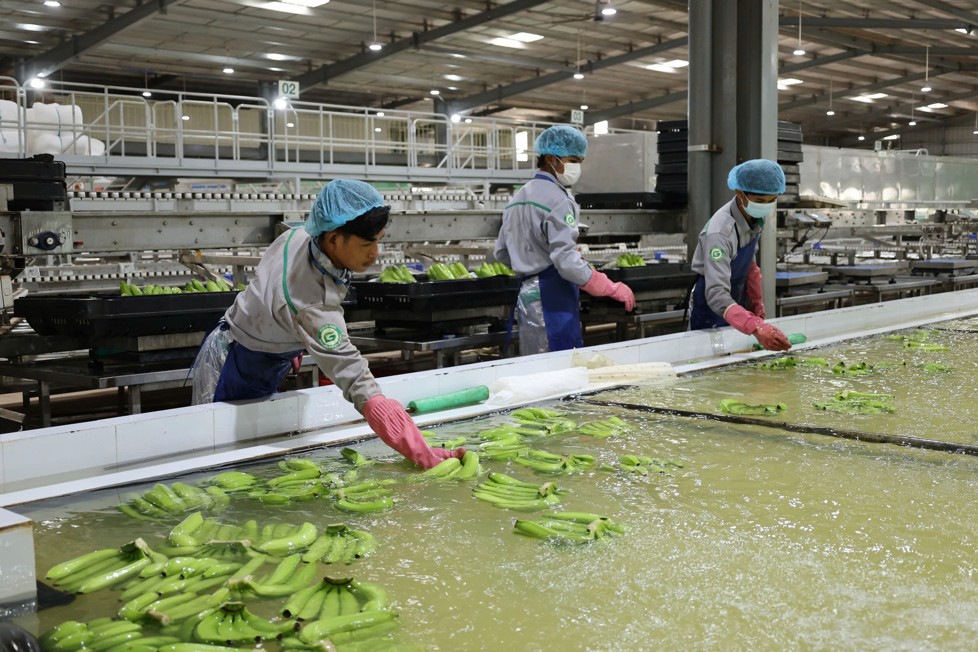 Tỷ phú Trần Bá Dương kể về thương vụ bán chuối trong 10 năm cho "ông trùm" nông nghiệp Fresh Del Monte: Chúng tôi phải cam kết nếu chất lượng dưới 90% chuẩn sẽ bị phạt 1 USD mỗi thùng (13 kg) - Ảnh 3. Tỷ phú Trần Bá Dương kể về thương vụ bán chuối trong 10 năm cho "ông trùm" nông nghiệp Fresh Del Monte: Chúng tôi phải cam kết nếu chất lượng dưới 90% chuẩn sẽ bị phạt 1 USD mỗi thùng (13 kg) - Ảnh 3.