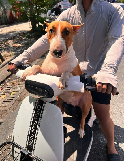 - Ảnh 5. - Ảnh 5.