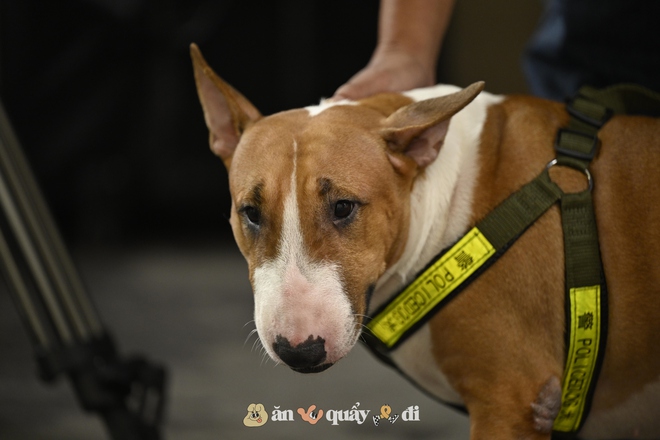 Cận cảnh chú chó “thần tài” nổi tiếng nhất Hà Nội hiện nay: Tiếp khách mệt nghỉ, giúp quán tăng doanh thu cao ngất- Ảnh 9. Cận cảnh chú chó “thần tài” nổi tiếng nhất Hà Nội hiện nay: Tiếp khách mệt nghỉ, giúp quán tăng doanh thu cao ngất- Ảnh 9.