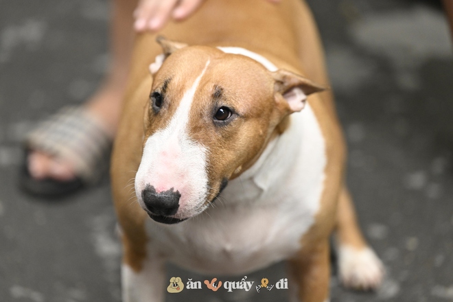 Cận cảnh chú chó “thần tài” nổi tiếng nhất Hà Nội hiện nay: Tiếp khách mệt nghỉ, giúp quán tăng doanh thu cao ngất- Ảnh 10. Cận cảnh chú chó “thần tài” nổi tiếng nhất Hà Nội hiện nay: Tiếp khách mệt nghỉ, giúp quán tăng doanh thu cao ngất- Ảnh 10.