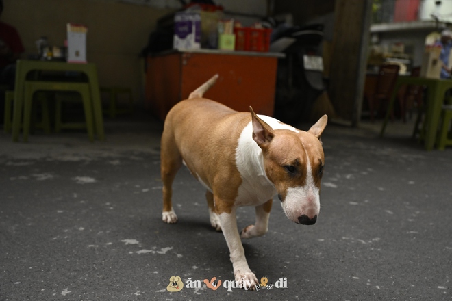 Cận cảnh chú chó “thần tài” nổi tiếng nhất Hà Nội hiện nay: Tiếp khách mệt nghỉ, giúp quán tăng doanh thu cao ngất- Ảnh 4. Cận cảnh chú chó “thần tài” nổi tiếng nhất Hà Nội hiện nay: Tiếp khách mệt nghỉ, giúp quán tăng doanh thu cao ngất- Ảnh 4.