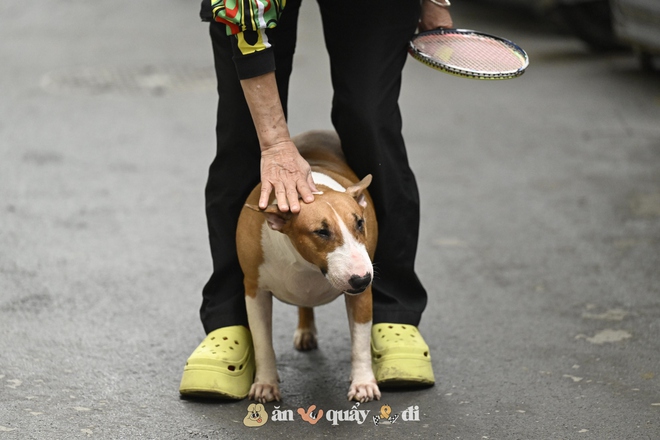 Cận cảnh chú chó “thần tài” nổi tiếng nhất Hà Nội hiện nay: Tiếp khách mệt nghỉ, giúp quán tăng doanh thu cao ngất- Ảnh 7. Cận cảnh chú chó “thần tài” nổi tiếng nhất Hà Nội hiện nay: Tiếp khách mệt nghỉ, giúp quán tăng doanh thu cao ngất- Ảnh 7.