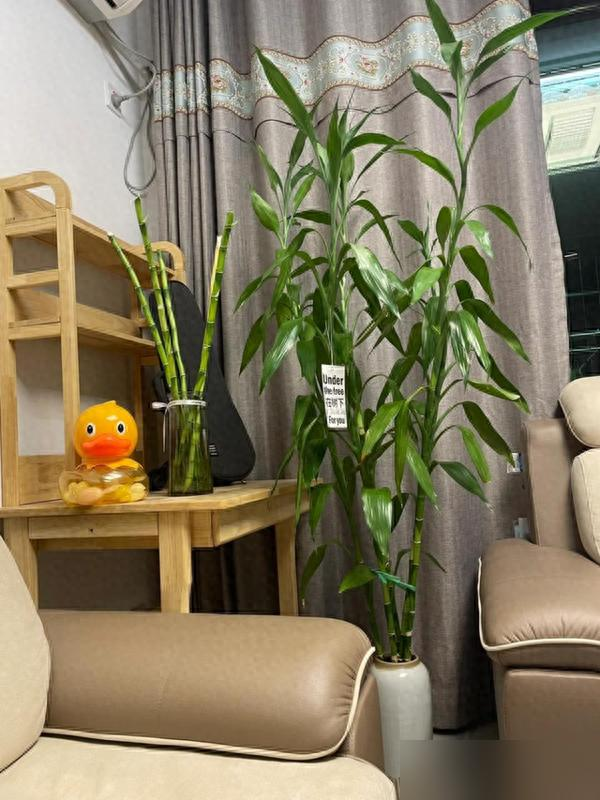 Cây trúc may mắn bị “cấm cửa” vì 4 lý do này: Hãy nghe lời khuyên của tôi - đừng trồng nó nữa!- Ảnh 2. Cây trúc may mắn bị “cấm cửa” vì 4 lý do này: Hãy nghe lời khuyên của tôi - đừng trồng nó nữa!- Ảnh 2.