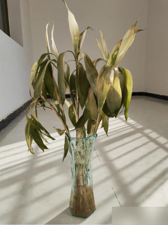 Cây trúc may mắn bị “cấm cửa” vì 4 lý do này: Hãy nghe lời khuyên của tôi - đừng trồng nó nữa!- Ảnh 4. Cây trúc may mắn bị “cấm cửa” vì 4 lý do này: Hãy nghe lời khuyên của tôi - đừng trồng nó nữa!- Ảnh 4.