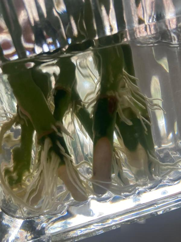 Cây trúc may mắn bị “cấm cửa” vì 4 lý do này: Hãy nghe lời khuyên của tôi - đừng trồng nó nữa!- Ảnh 6. Cây trúc may mắn bị “cấm cửa” vì 4 lý do này: Hãy nghe lời khuyên của tôi - đừng trồng nó nữa!- Ảnh 6.