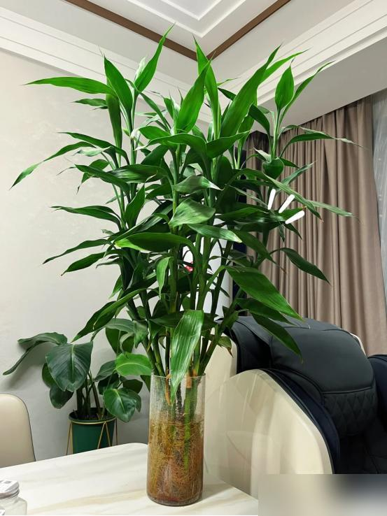 Cây trúc may mắn bị “cấm cửa” vì 4 lý do này: Hãy nghe lời khuyên của tôi - đừng trồng nó nữa!- Ảnh 7. Cây trúc may mắn bị “cấm cửa” vì 4 lý do này: Hãy nghe lời khuyên của tôi - đừng trồng nó nữa!- Ảnh 7.