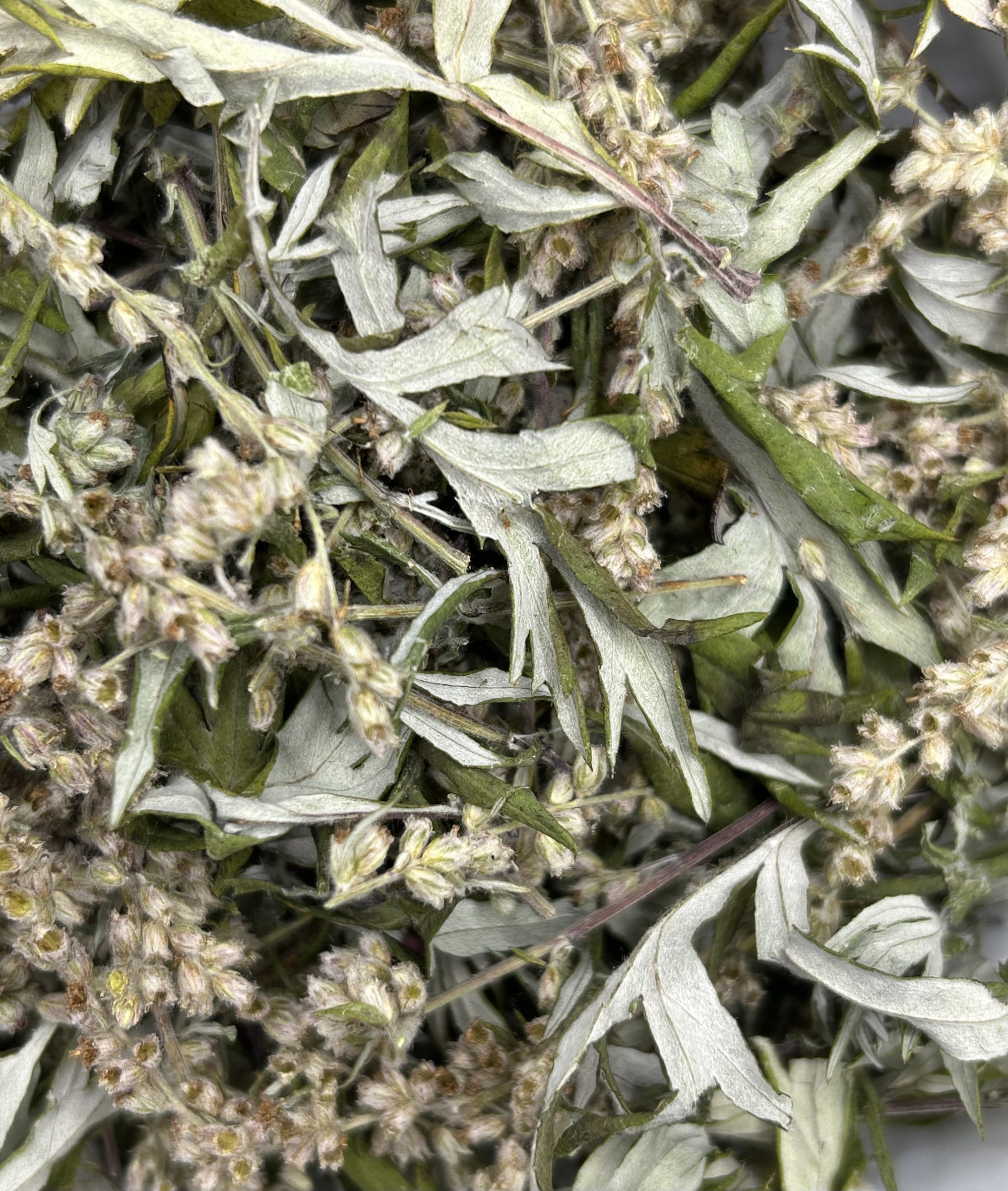 Loại rau được người Trung Quốc ví là "báu vật trời ban": Mọc đầy Việt Nam nhưng nhiều người chê không ăn- Ảnh 4.