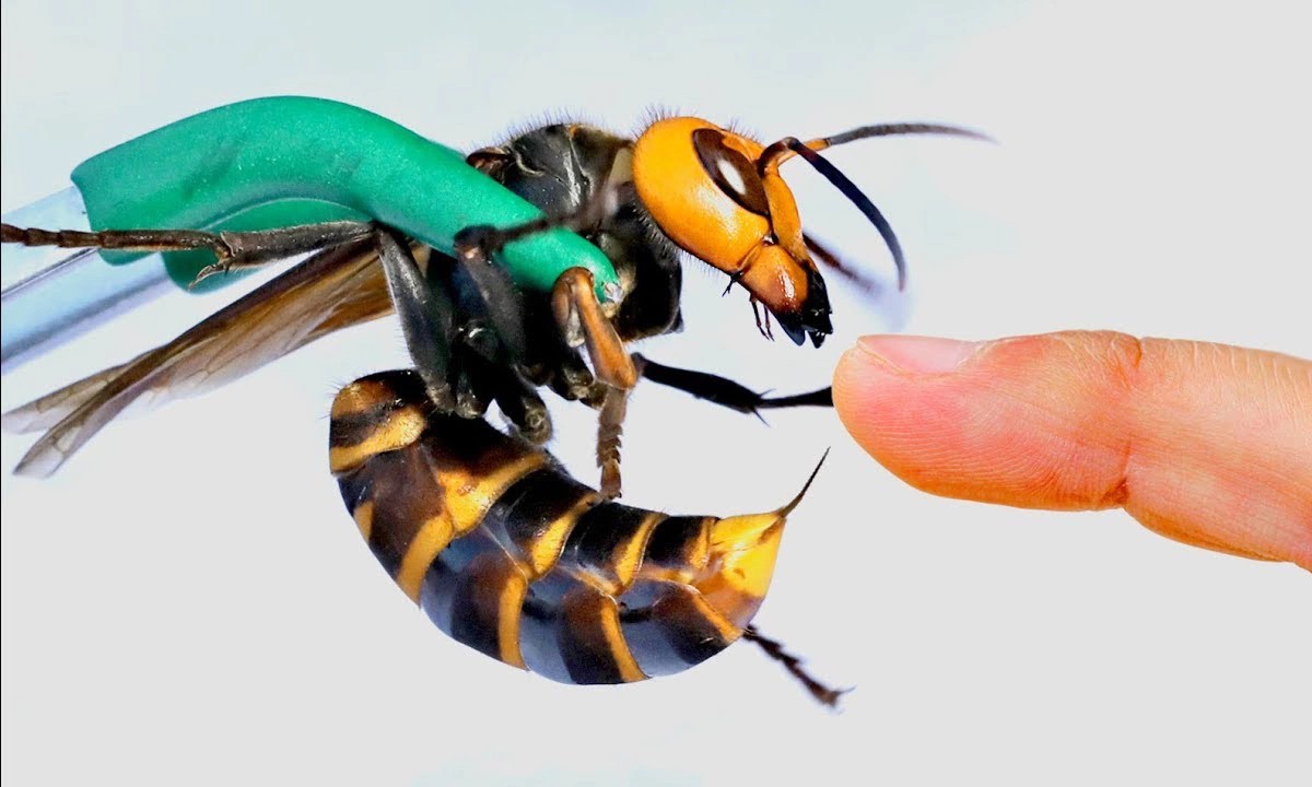 - Ảnh 2. - Ảnh 2.