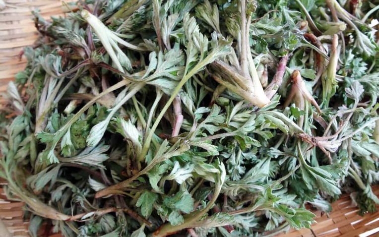 Loại rau được người Trung Quốc ví là "báu vật trời ban": Mọc đầy Việt Nam nhưng nhiều người chê không ăn - Ảnh 1.