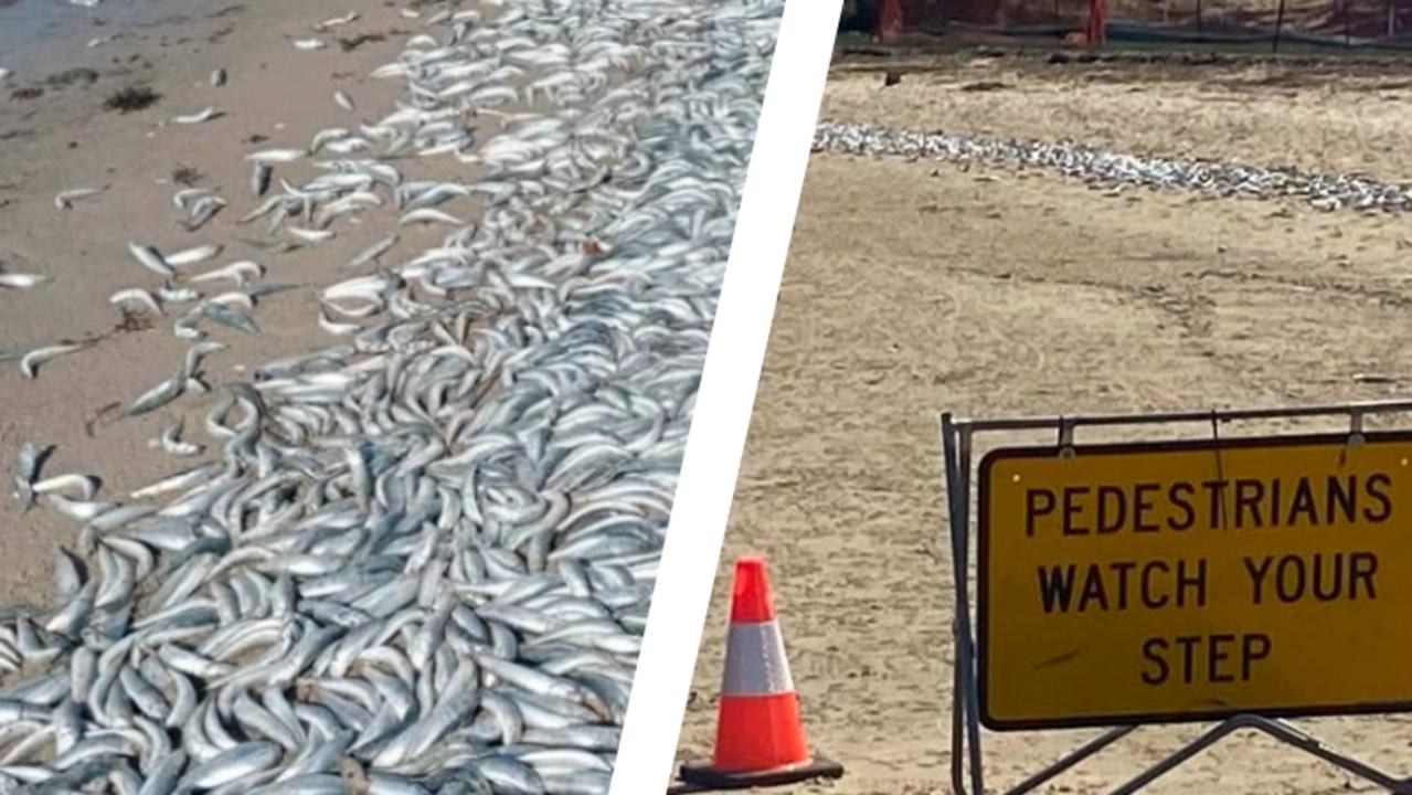 Hàng triệu con cá đang gặp hiện tượng lạ bên bờ biển, chuyên gia cảnh báo: Chuyện này có thể gây ra hậu quả khủng khiếp cho nhân loại- Ảnh 2.