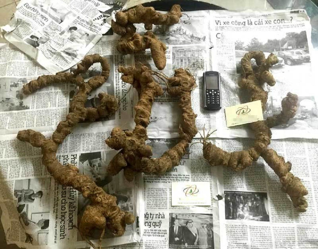 Việt Nam có loại cây quý “bổ như sâm”, từ thân tới rễ đều là thuốc: Có 1 bộ phận được ví là “vàng ròng”, bán đắt như tôm tươi - Ảnh 1.