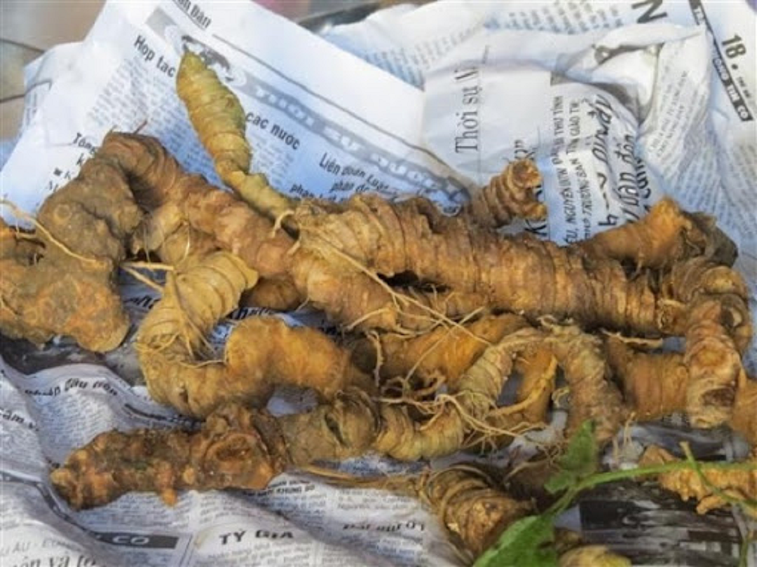 Việt Nam có loại cây quý “bổ như sâm”, từ thân tới rễ đều là thuốc: Có 1 bộ phận được ví là “vàng ròng”, bán đắt như tôm tươi - Ảnh 2.