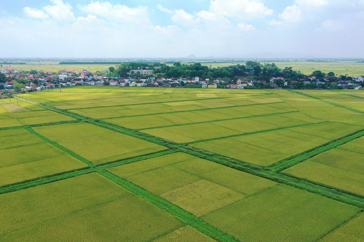 Đối tượng nào được miễn thuế sử dụng đất nông nghiệp đến hết năm 2030 - Ảnh 1.