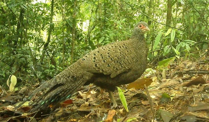 “Check” camera đột xuất, phát hiện báu vật hiếm có trên thế giới tại Quảng Ngãi- Ảnh 1. “Check” camera đột xuất, phát hiện báu vật hiếm có trên thế giới tại Quảng Ngãi- Ảnh 1.