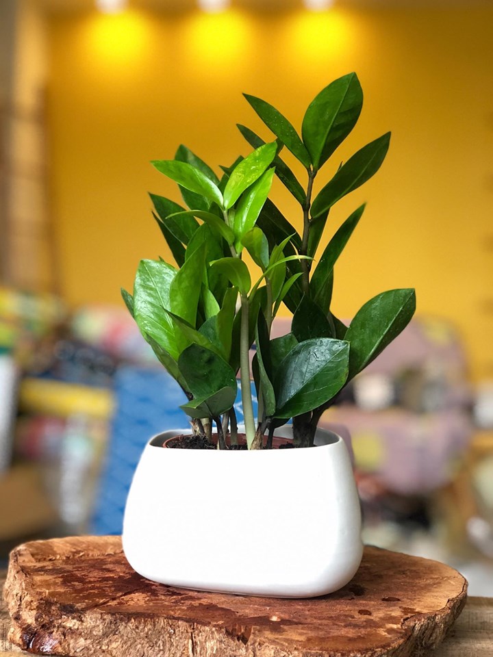 Cây phong thủy bàn làm việc giúp giảm stress và thu hút tài lộc cho bạn - Ảnh 1. Cây phong thủy bàn làm việc giúp giảm stress và thu hút tài lộc cho bạn - Ảnh 1.