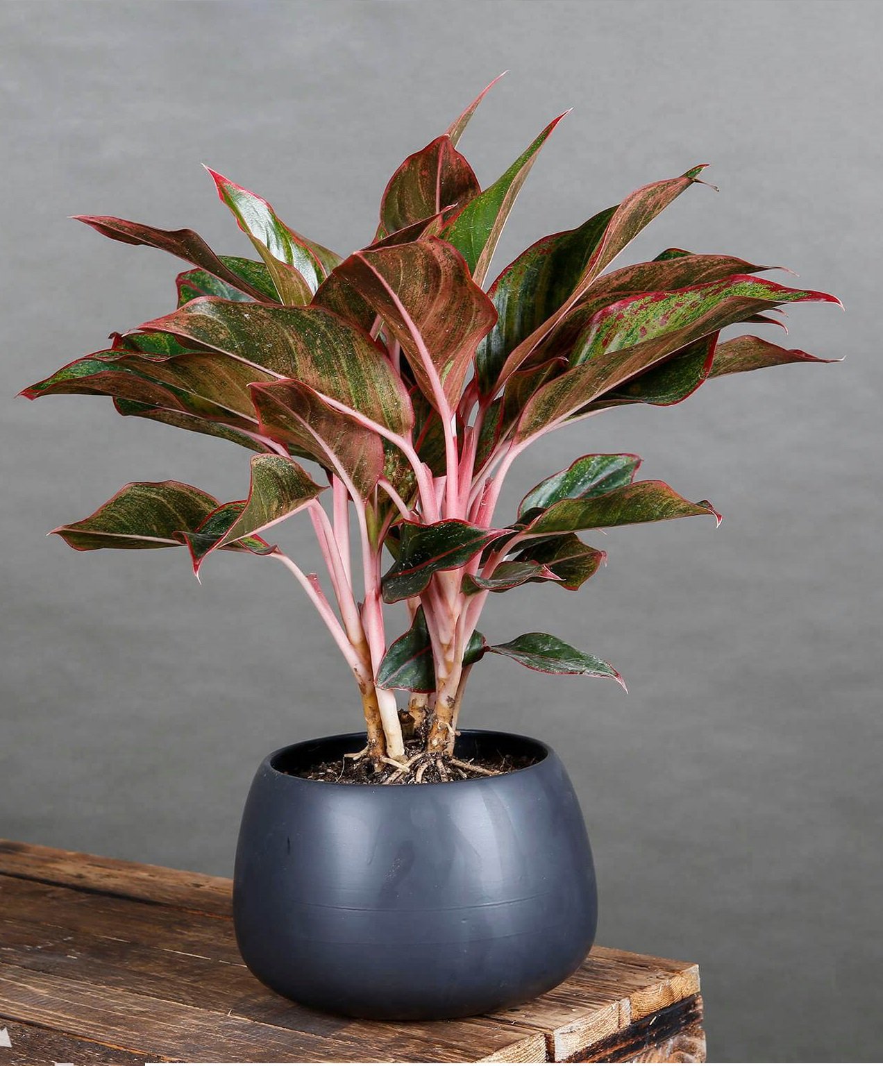 Cây phong thủy bàn làm việc giúp giảm stress và thu hút tài lộc cho bạn - Ảnh 2. Cây phong thủy bàn làm việc giúp giảm stress và thu hút tài lộc cho bạn - Ảnh 2.