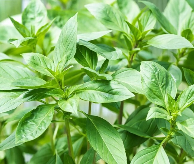 7 Lọai rau không nên để tủ lạnh: Cách bảo quản thông minh cho sức khỏe - Ảnh 1. 7 Lọai rau không nên để tủ lạnh: Cách bảo quản thông minh cho sức khỏe - Ảnh 1.