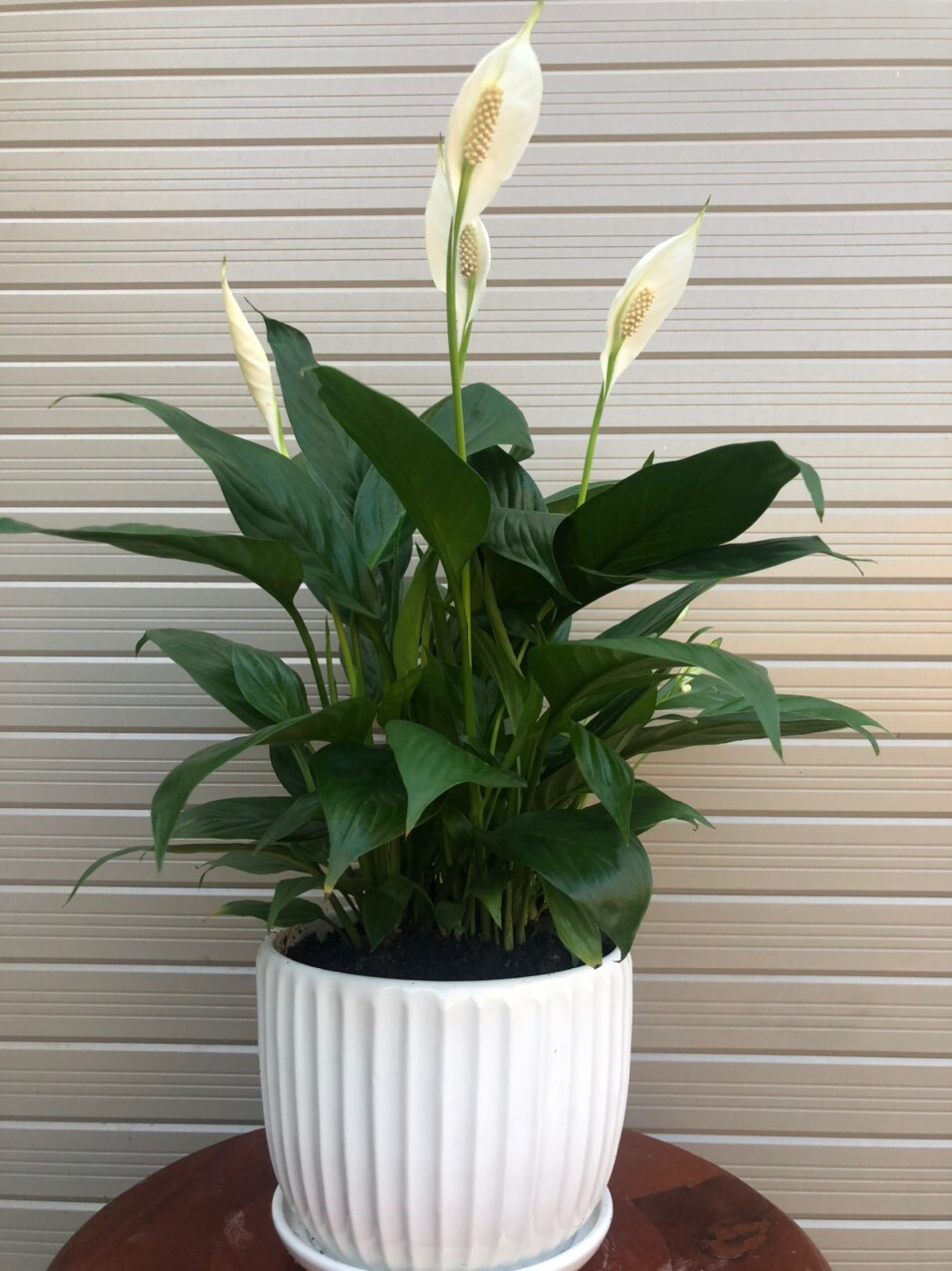 Cây phong thủy bàn làm việc giúp giảm stress và thu hút tài lộc cho bạn - Ảnh 4. Cây phong thủy bàn làm việc giúp giảm stress và thu hút tài lộc cho bạn - Ảnh 4.