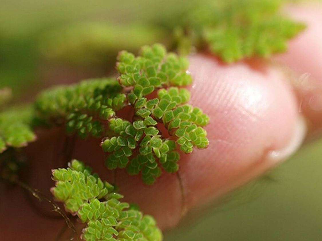 Giáo sư Đào Thế Tuấn và những giống lúa kháng bệnh cứu mùa màng Việt Nam - Ảnh 1. Giáo sư Đào Thế Tuấn và những giống lúa kháng bệnh cứu mùa màng Việt Nam - Ảnh 1.