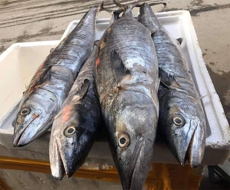 Cá thu vượt trội hơn cá hồi về hàm lượng DHA cho sức khỏe tim mạch - Ảnh 2. Cá thu vượt trội hơn cá hồi về hàm lượng DHA cho sức khỏe tim mạch - Ảnh 2.