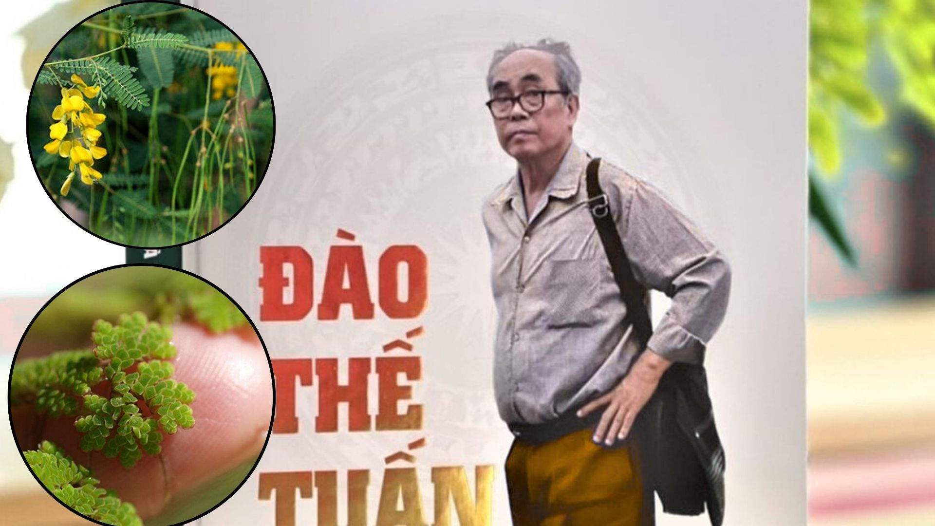 Giáo sư Đào Thế Tuấn và những giống lúa kháng bệnh cứu mùa màng Việt Nam - Ảnh 2. Giáo sư Đào Thế Tuấn và những giống lúa kháng bệnh cứu mùa màng Việt Nam - Ảnh 2.