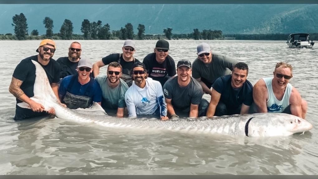 Gặp thủy quái nước ngọt hiếm gặp dài hơn 6m , nặng gần 700kg trên sông Fraser - Ảnh 1. Gặp thủy quái nước ngọt hiếm gặp dài hơn 6m , nặng gần 700kg trên sông Fraser - Ảnh 1.