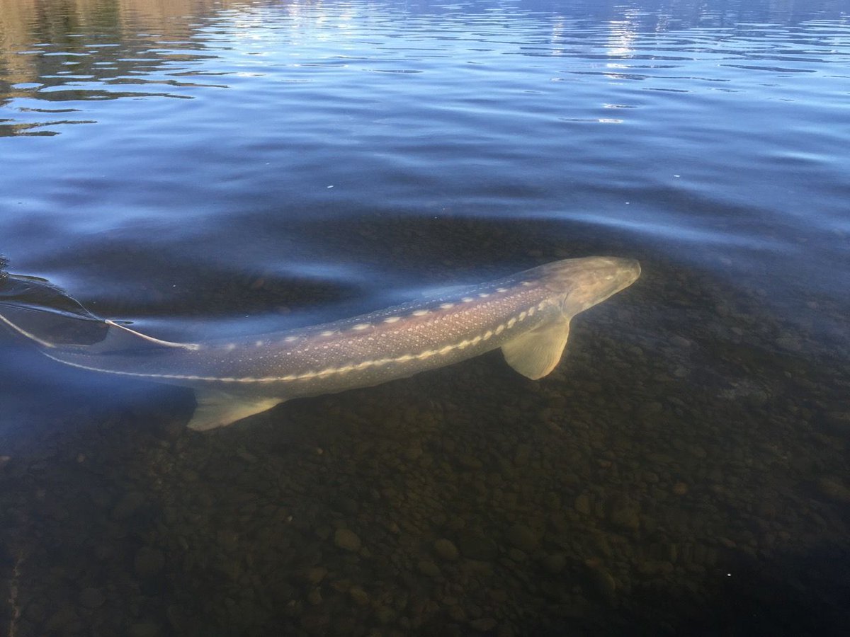 Gặp thủy quái nước ngọt hiếm gặp dài hơn 6m , nặng gần 700kg trên sông Fraser - Ảnh 3. Gặp thủy quái nước ngọt hiếm gặp dài hơn 6m , nặng gần 700kg trên sông Fraser - Ảnh 3.