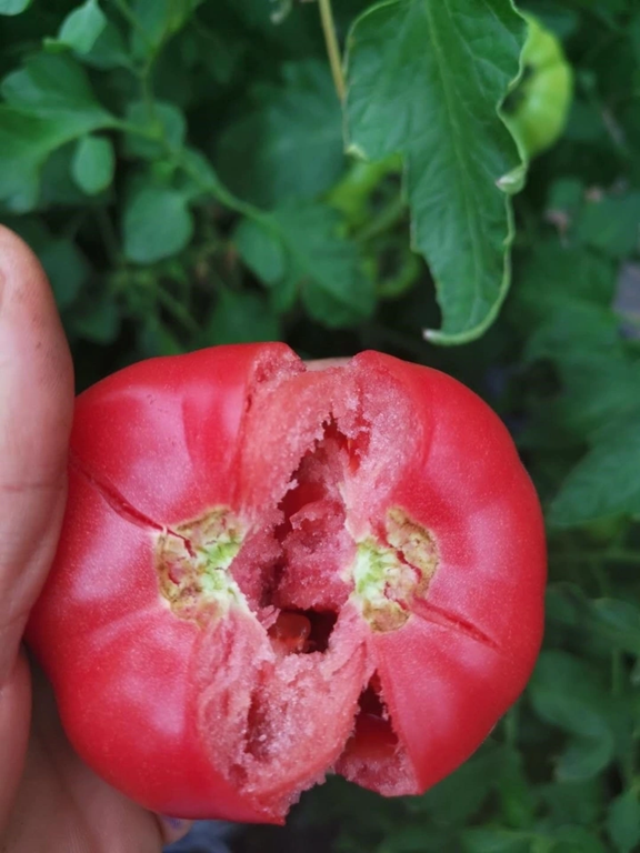 Mua rau mùa đông , 5 lọai nên tránh để bảo vệ sức khỏe và dinh dưỡng hiệu quả - Ảnh 3. Mua rau mùa đông , 5 lọai nên tránh để bảo vệ sức khỏe và dinh dưỡng hiệu quả - Ảnh 3.