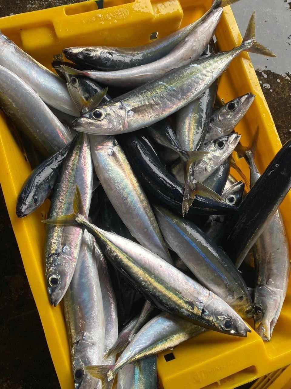 6 Lọai cá ngon giàu omega - 3 giúp bạn sống khỏe mỗi ngày - Ảnh 3. 6 Lọai cá ngon giàu omega - 3 giúp bạn sống khỏe mỗi ngày - Ảnh 3.