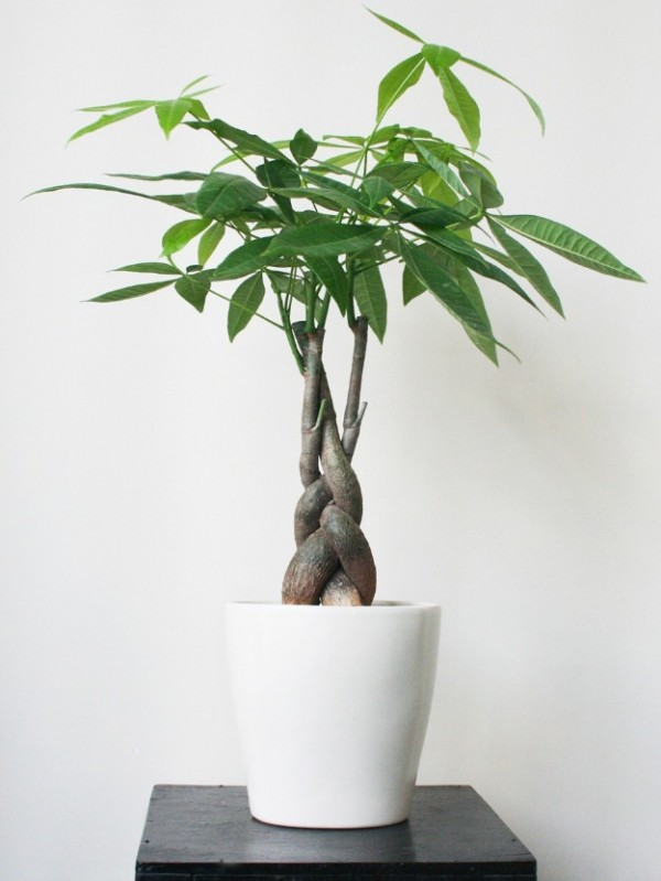 5 Lọai cây để Bàn làm việc hút tài lộc cho không gian sống của bạn - Ảnh 2.