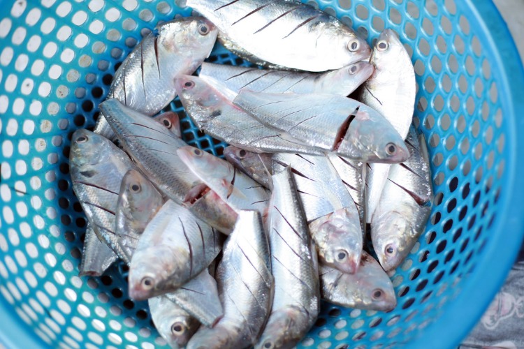 6 Lọai cá ngon giàu omega - 3 giúp bạn sống khỏe mỗi ngày - Ảnh 5. 6 Lọai cá ngon giàu omega - 3 giúp bạn sống khỏe mỗi ngày - Ảnh 5.