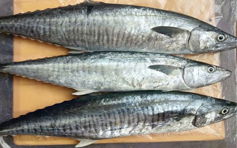 6 Lọai cá ngon giàu omega - 3 giúp bạn sống khỏe mỗi ngày - Ảnh 2. 6 Lọai cá ngon giàu omega - 3 giúp bạn sống khỏe mỗi ngày - Ảnh 2.