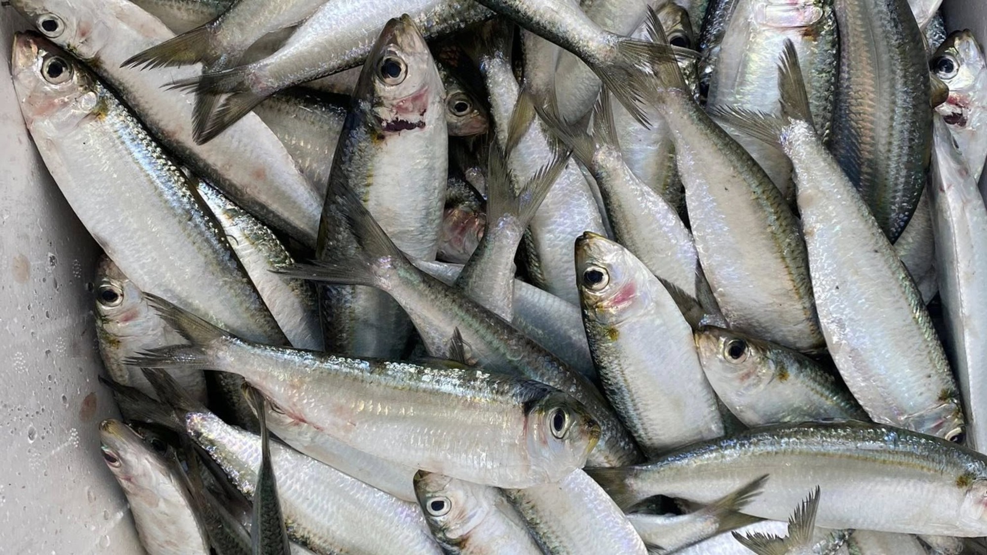 6 Lọai cá ngon giàu omega - 3 giúp bạn sống khỏe mỗi ngày - Ảnh 4. 6 Lọai cá ngon giàu omega - 3 giúp bạn sống khỏe mỗi ngày - Ảnh 4.