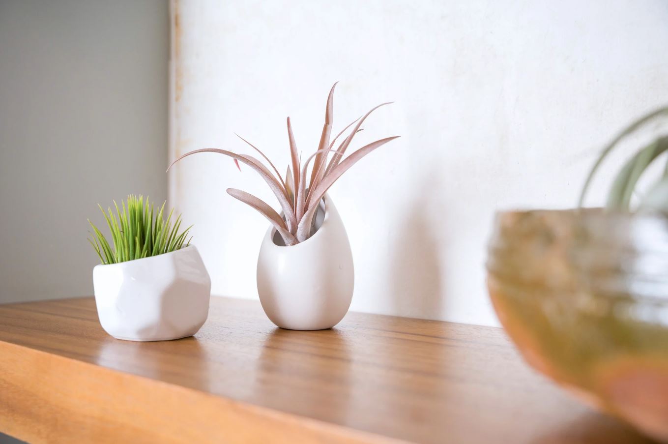 6 Lọai cây văn phòng giúp không gian làm việc thêm sống động và tươi mới - Ảnh 6. 6 Lọai cây văn phòng giúp không gian làm việc thêm sống động và tươi mới - Ảnh 6.