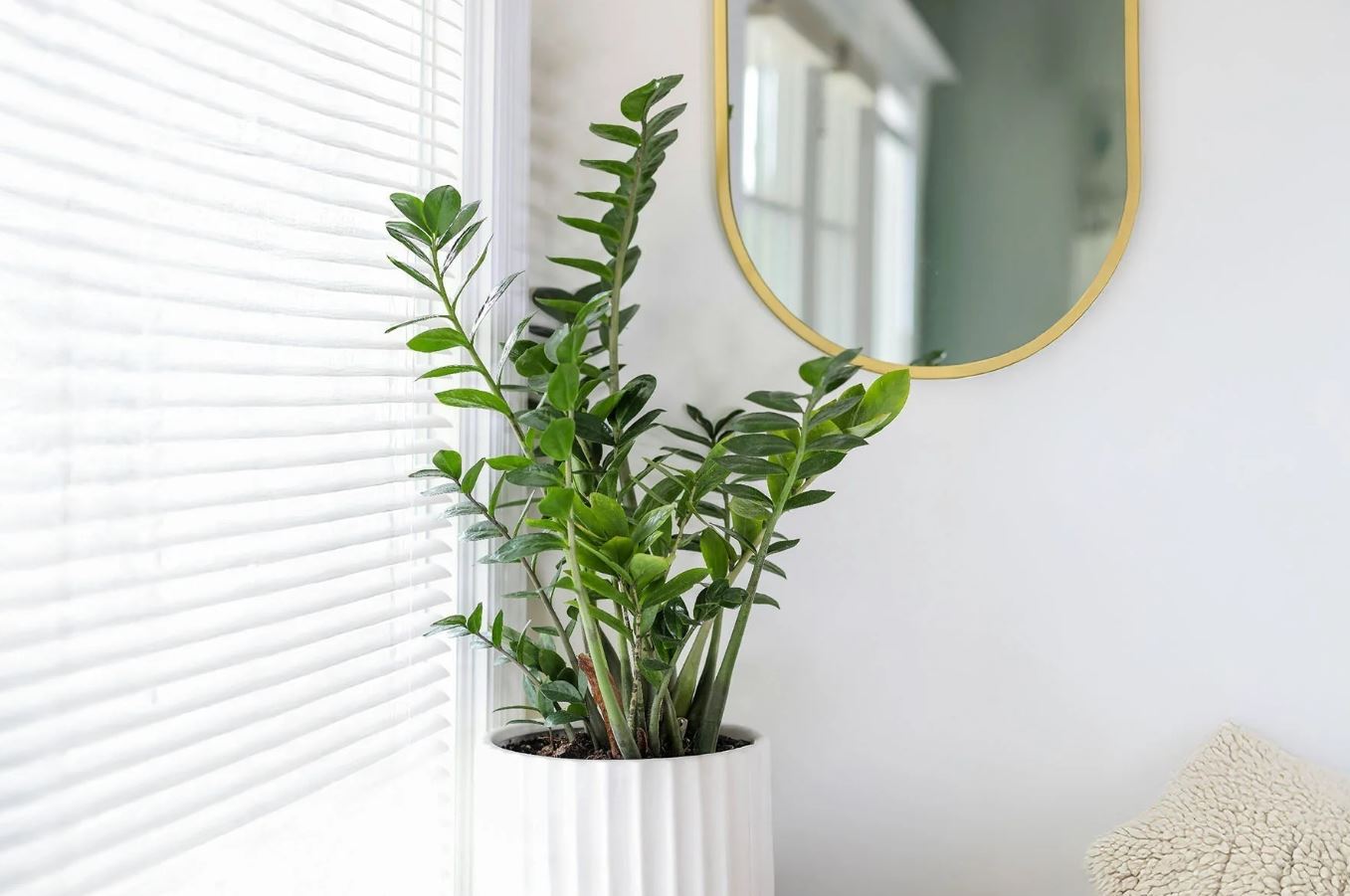 6 Lọai cây văn phòng giúp không gian làm việc thêm sống động và tươi mới - Ảnh 2. 6 Lọai cây văn phòng giúp không gian làm việc thêm sống động và tươi mới - Ảnh 2.