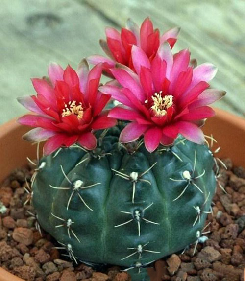 Cây phong thủy giúp thu hút tài lộc và may mắn cho gia đình bạn - Ảnh 2. Cây phong thủy giúp thu hút tài lộc và may mắn cho gia đình bạn - Ảnh 2.