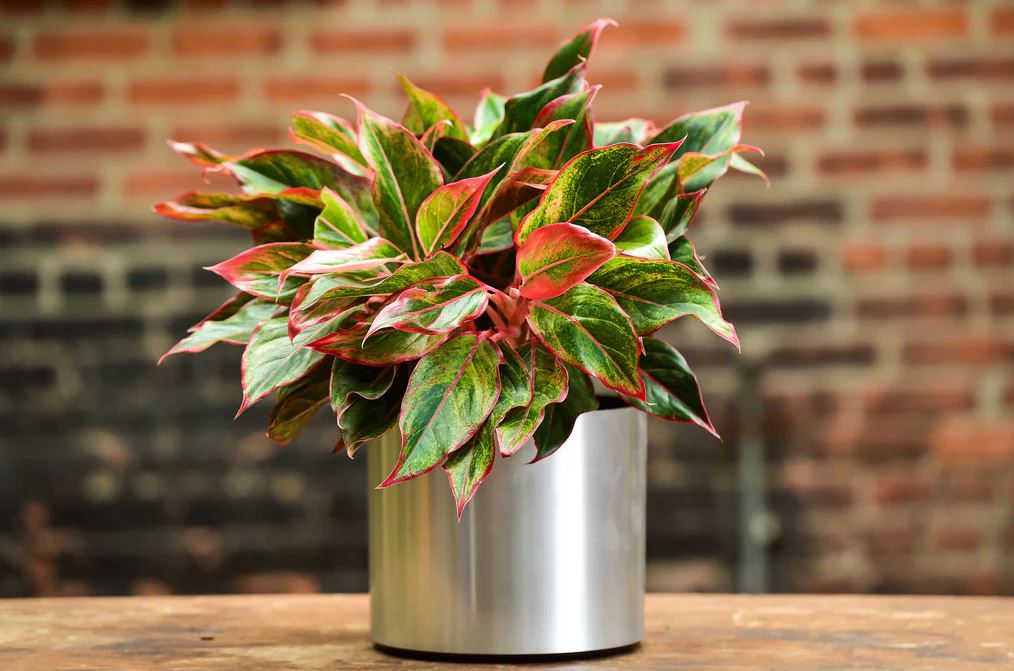 6 Lọai cây văn phòng giúp không gian làm việc thêm sống động và tươi mới - Ảnh 3. 6 Lọai cây văn phòng giúp không gian làm việc thêm sống động và tươi mới - Ảnh 3.