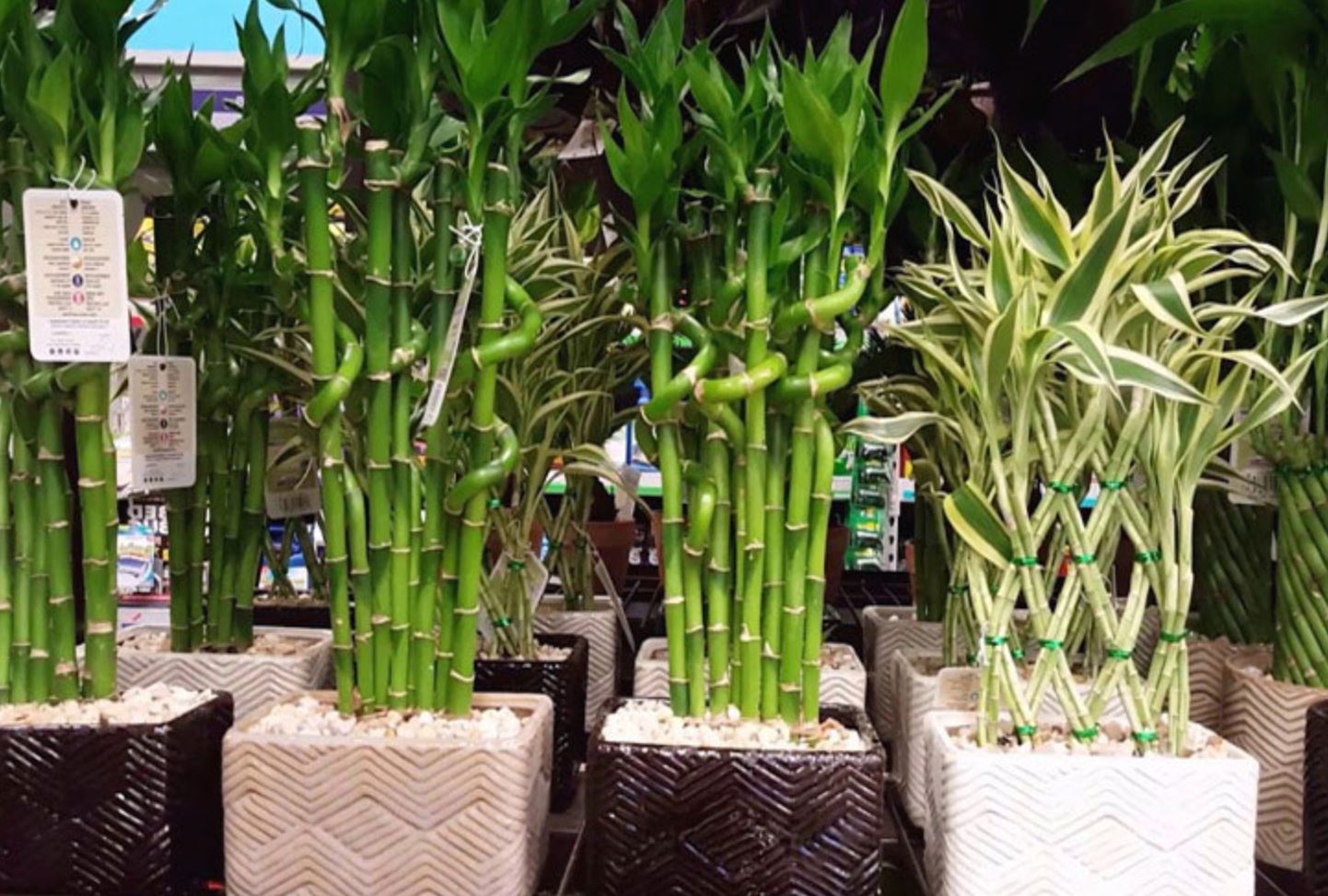 Cây phong thủy giúp thu hút tài lộc và may mắn cho gia đình bạn - Ảnh 1. Cây phong thủy giúp thu hút tài lộc và may mắn cho gia đình bạn - Ảnh 1.