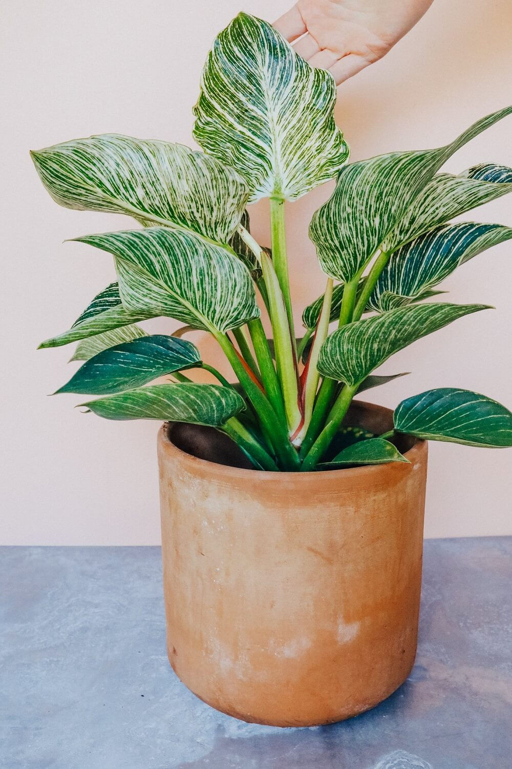 5 Lọai cây để Bàn làm việc hút tài lộc cho không gian sống của bạn - Ảnh 7.