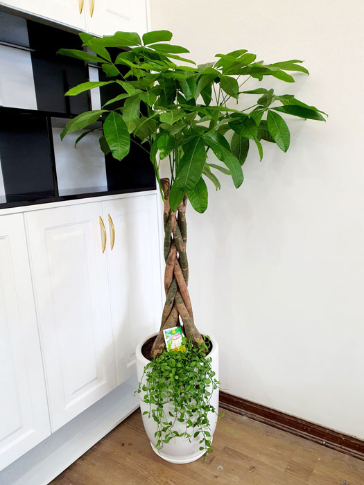 5 Lọai cây để Bàn làm việc hút tài lộc cho không gian sống của bạn - Ảnh 1.