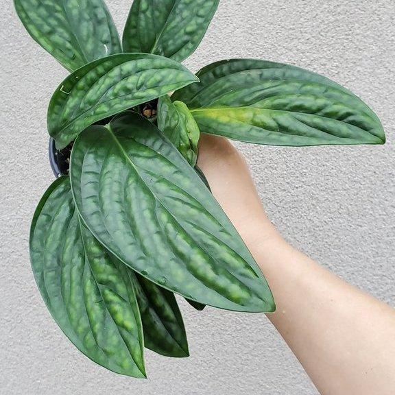 5 Lọai cây để Bàn làm việc hút tài lộc cho không gian sống của bạn - Ảnh 4.