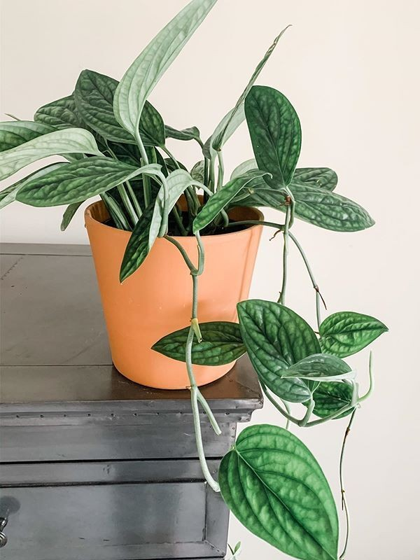 5 Lọai cây để Bàn làm việc hút tài lộc cho không gian sống của bạn - Ảnh 5.