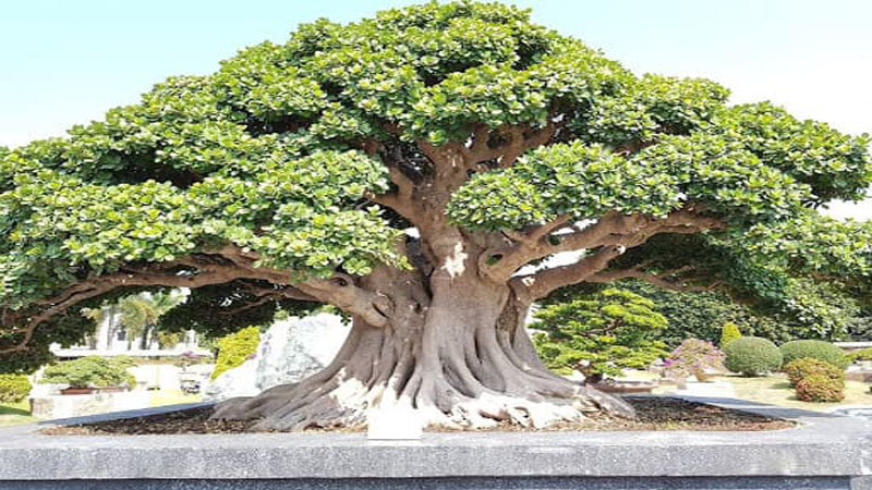 Cây phong thủy giúp thu hút tài lộc và may mắn cho gia đình bạn - Ảnh 3. Cây phong thủy giúp thu hút tài lộc và may mắn cho gia đình bạn - Ảnh 3.