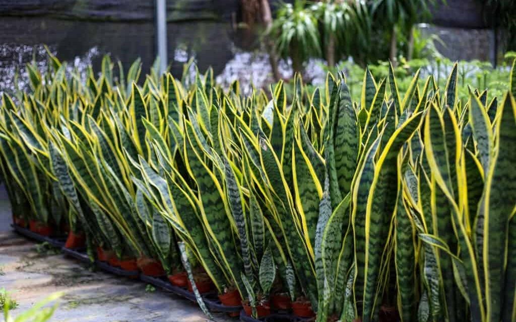 5 loại cây lọc không khí 'gọi lộc' cho năm mới: Đơn giản nhưng hiệu quả rõ rệt- Ảnh 1. 5 loại cây lọc không khí 'gọi lộc' cho năm mới: Đơn giản nhưng hiệu quả rõ rệt- Ảnh 1.