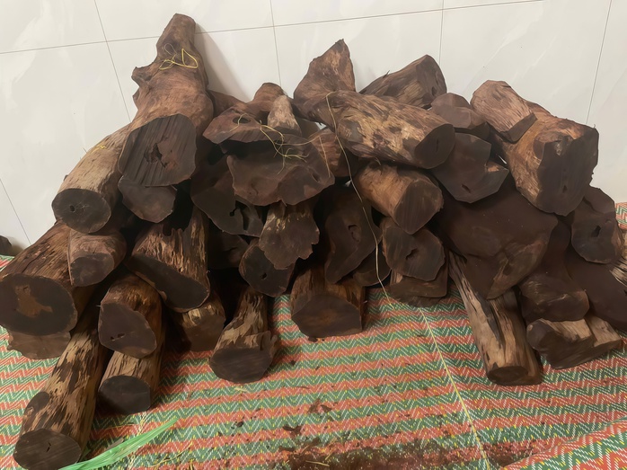 Ai đang đứng sau cuộc săn lùng loài gỗ "vô danh" có giá đến 3 triệu/kg ở Quảng Trị? - Ảnh 1. Ai đang đứng sau cuộc săn lùng loài gỗ "vô danh" có giá đến 3 triệu/kg ở Quảng Trị? - Ảnh 1.