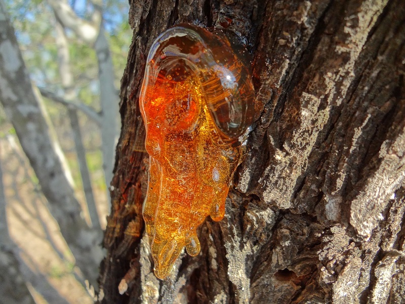 Di sản Tự nhiên hổ phách 29 tỷ đồng từ hòn đá chặn cửa của bà cụ Romania - Ảnh 3. Di sản Tự nhiên hổ phách 29 tỷ đồng từ hòn đá chặn cửa của bà cụ Romania - Ảnh 3.