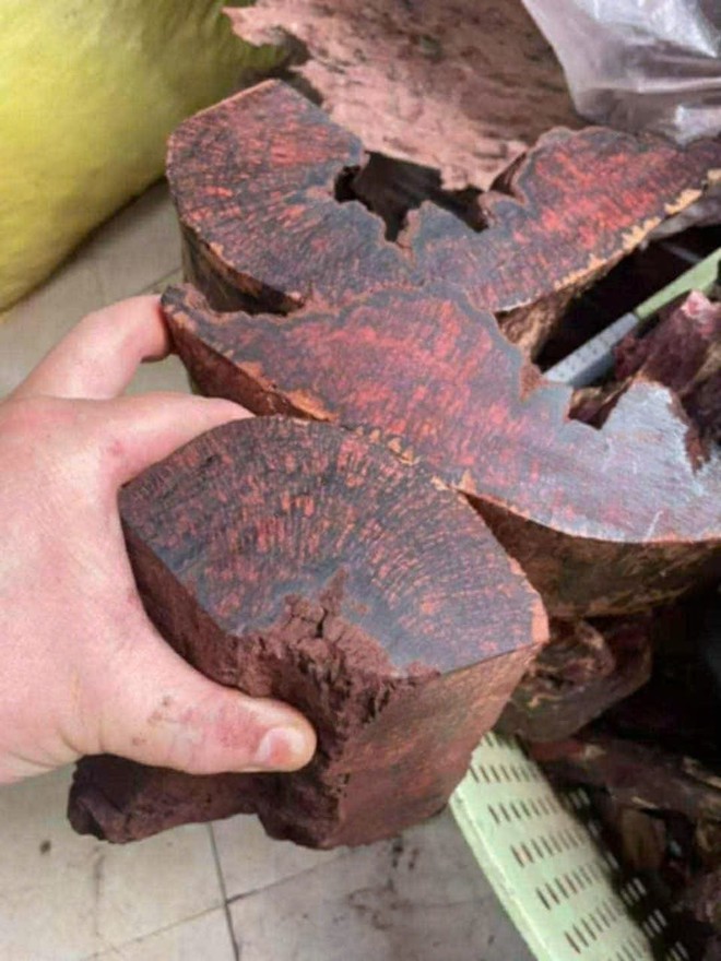 Ai đang đứng sau cuộc săn lùng loài gỗ "vô danh" có giá đến 3 triệu/kg ở Quảng Trị? - Ảnh 3. Ai đang đứng sau cuộc săn lùng loài gỗ "vô danh" có giá đến 3 triệu/kg ở Quảng Trị? - Ảnh 3.