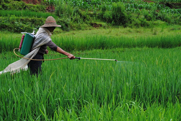 12 Lọai rau quả ngậm thuốc trừ sâu nhiều nhất năm 2025 - Ảnh 1. 12 Lọai rau quả ngậm thuốc trừ sâu nhiều nhất năm 2025 - Ảnh 1.